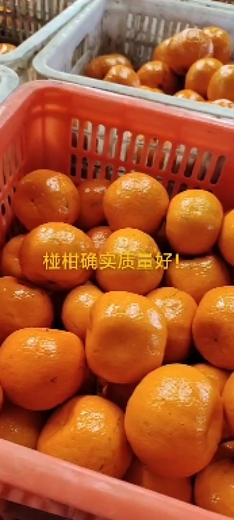 碰柑又名芦柑大量上市中，口感水份皮毛都比往年好