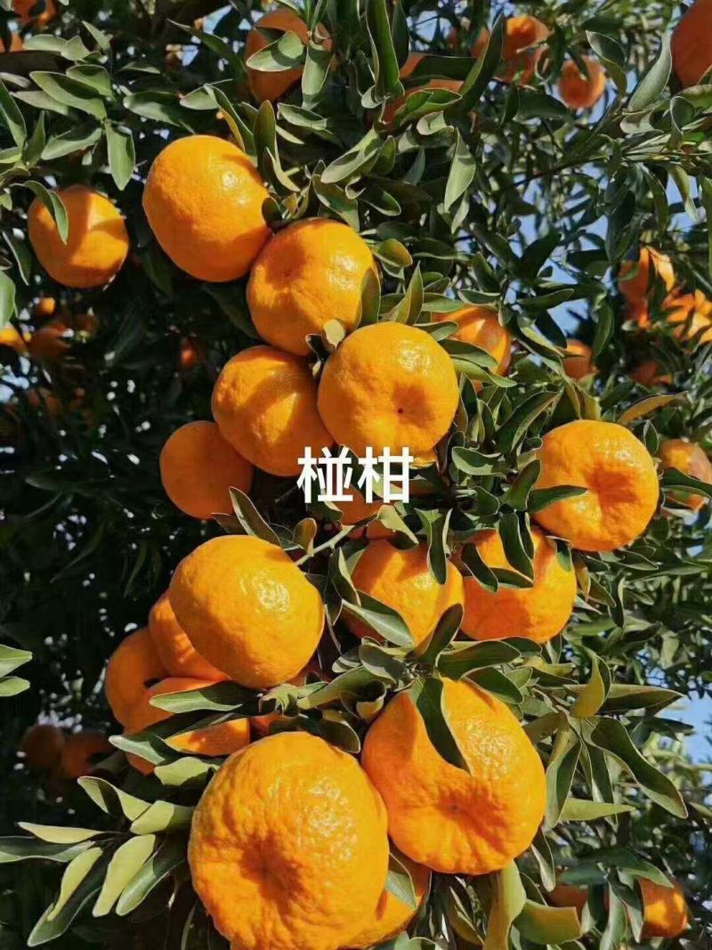 碰柑又名芦柑大量上市中，口感水份皮毛都比往年好