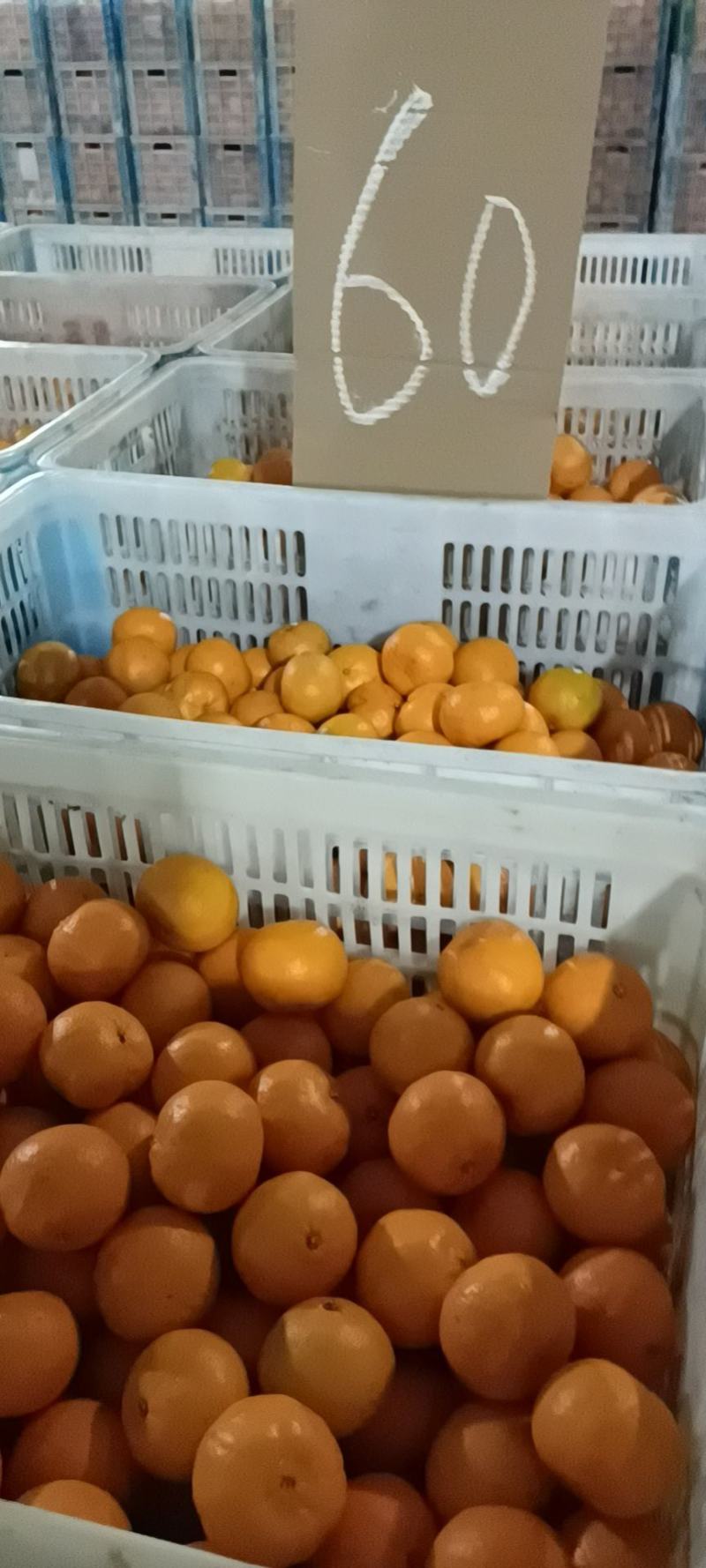 碰柑又名芦柑大量上市中，口感水份皮毛都比往年好