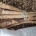 黄芪切片产地直供无硫无添加过筛河北省保定市安国市