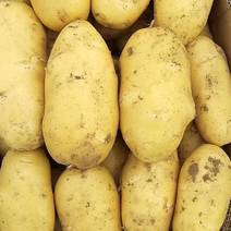 沃土5号土豆种薯，生产基地内蒙古、亩超万斤，抗性好。