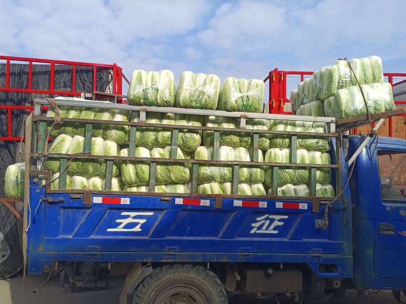 山东滕州精品大白菜大量上市超市市场产地直发欢迎下单