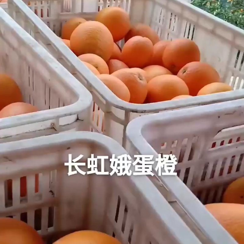 长虹脐橙是脐橙系列个头整体来说个头**的脐橙。长长红红