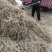 黄芩万亩高含量黄芩种植基地批发市场产地直供鲜黄芩