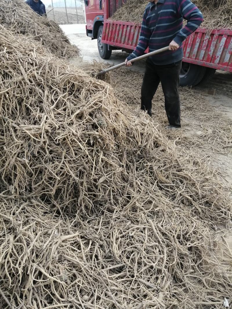 黄芩万亩高含量黄芩种植基地批发市场产地直供鲜黄芩