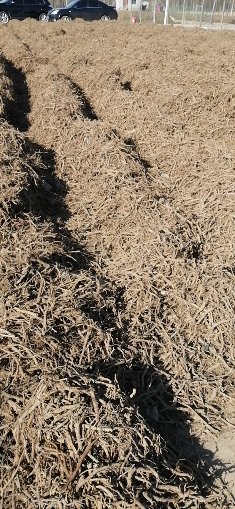 黄芩万亩高含量黄芩种植基地批发市场产地直供鲜黄芩