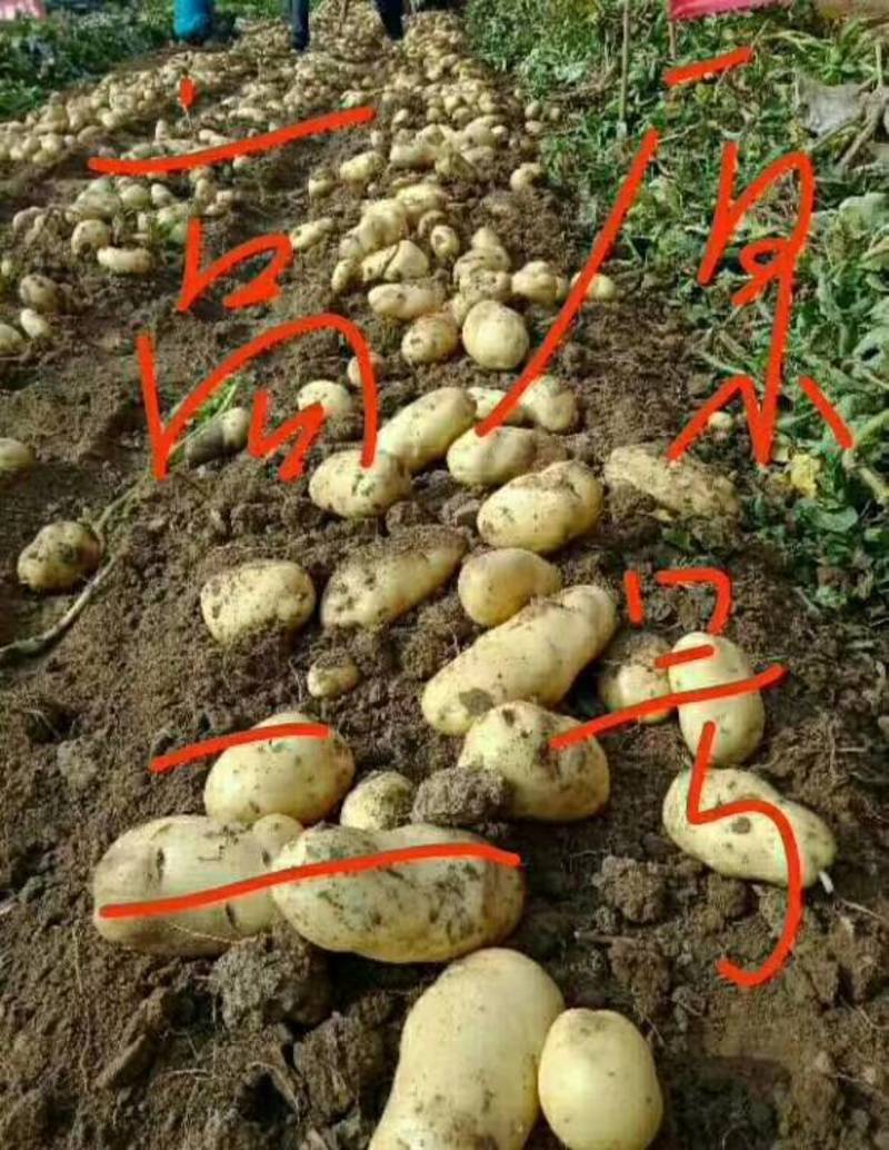 沃土5号土豆种薯，生产基地内蒙古、亩超万斤，抗性好。