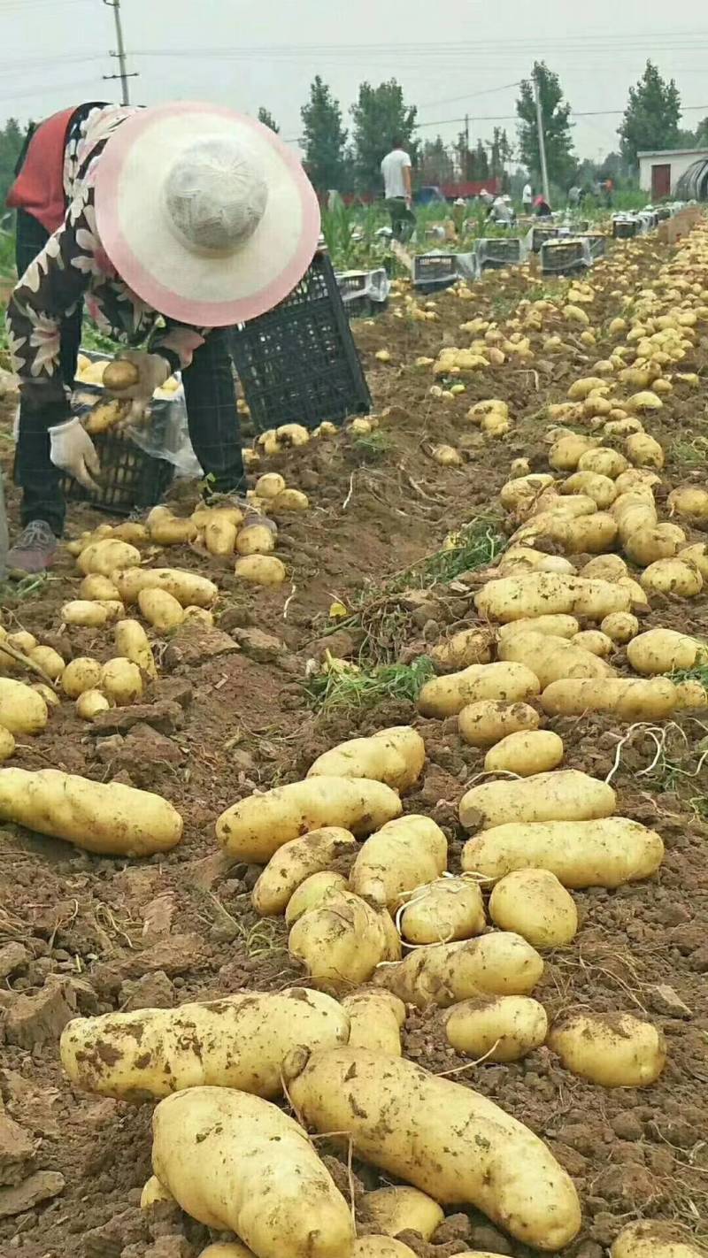 沃土5号土豆种薯，生产基地内蒙古、亩超万斤，抗性好。