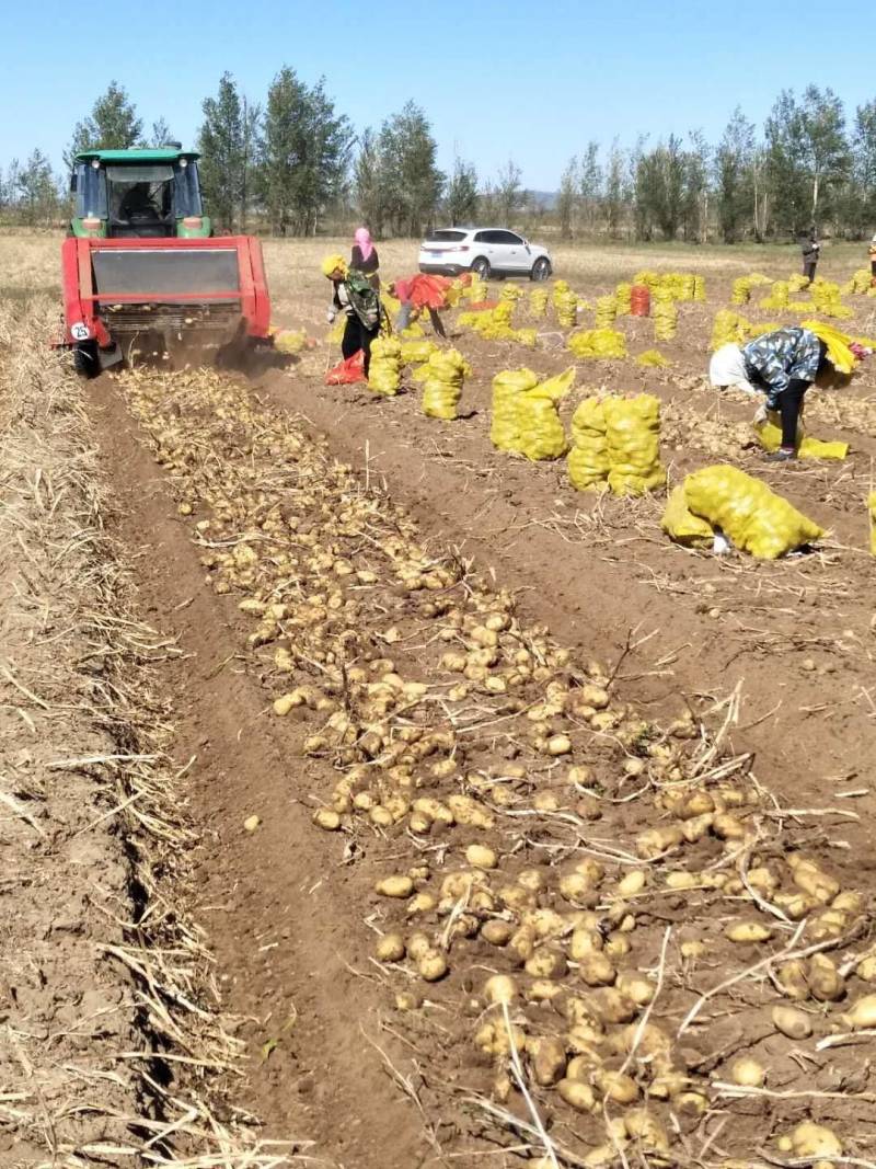 沃土5号土豆种薯，生产基地内蒙古、亩超万斤，抗性好。