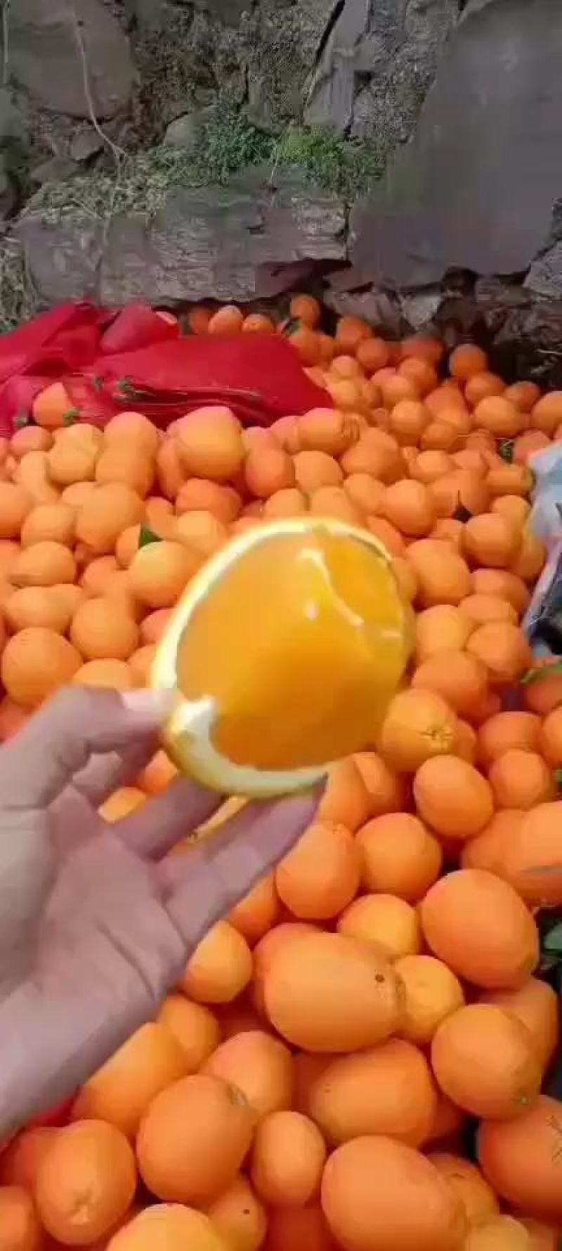 长虹脐橙是脐橙系列个头整体来说个头**的脐橙。长长红红