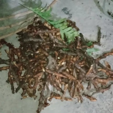 骨碎补野生鲜货，干品批发零售，量大从优。
