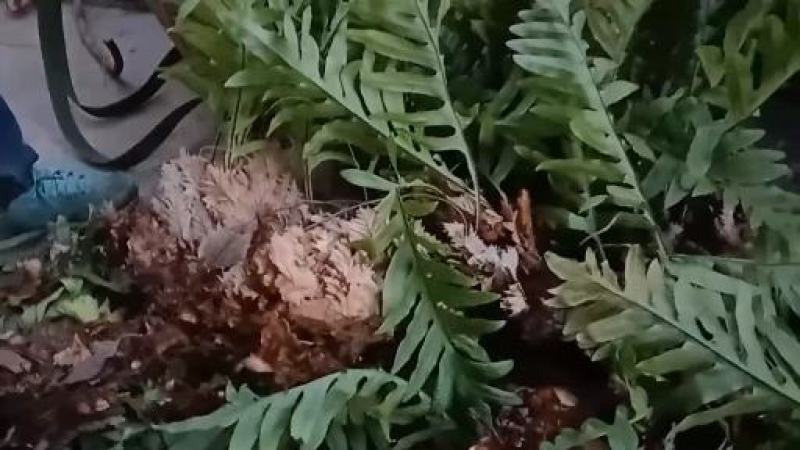 骨碎补野生鲜货，干品批发零售，量大从优。