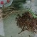骨碎补野生鲜货，干品批发零售，量大从优。