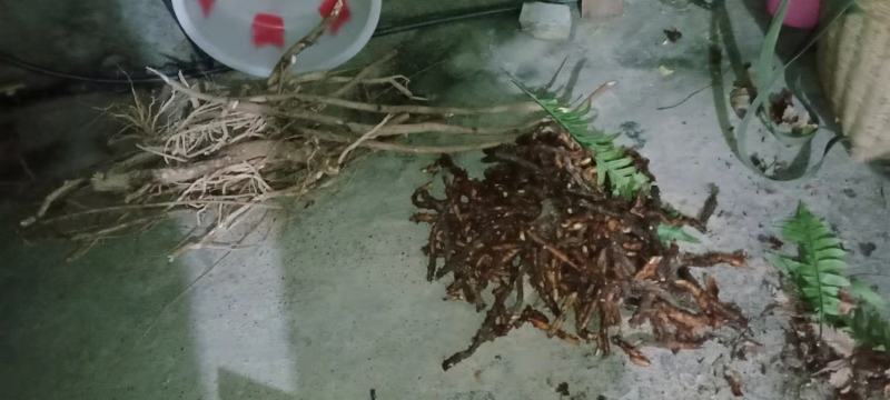 骨碎补野生鲜货，干品批发零售，量大从优。