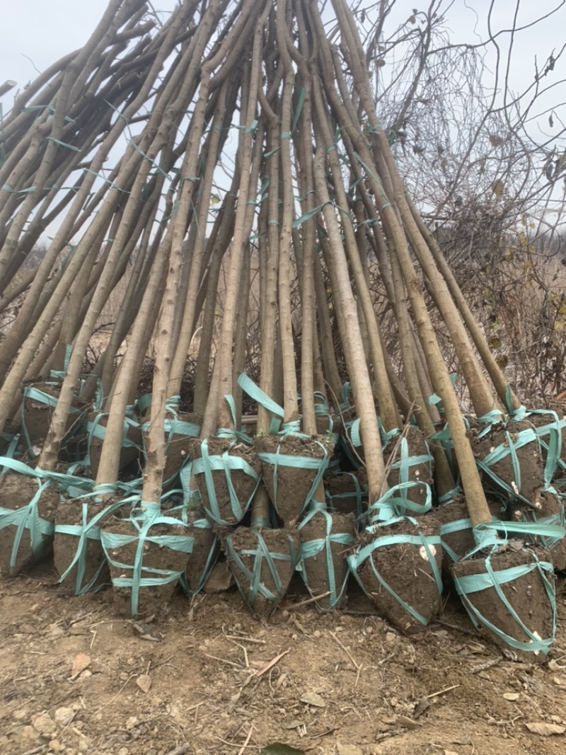 乌桕，乌桕小苗，自产自销，现挖发货，可单栽可拼丛，
