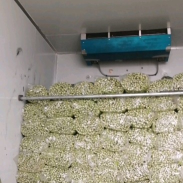 乐亭县芹菜蔬菜基地大量现货价格优惠