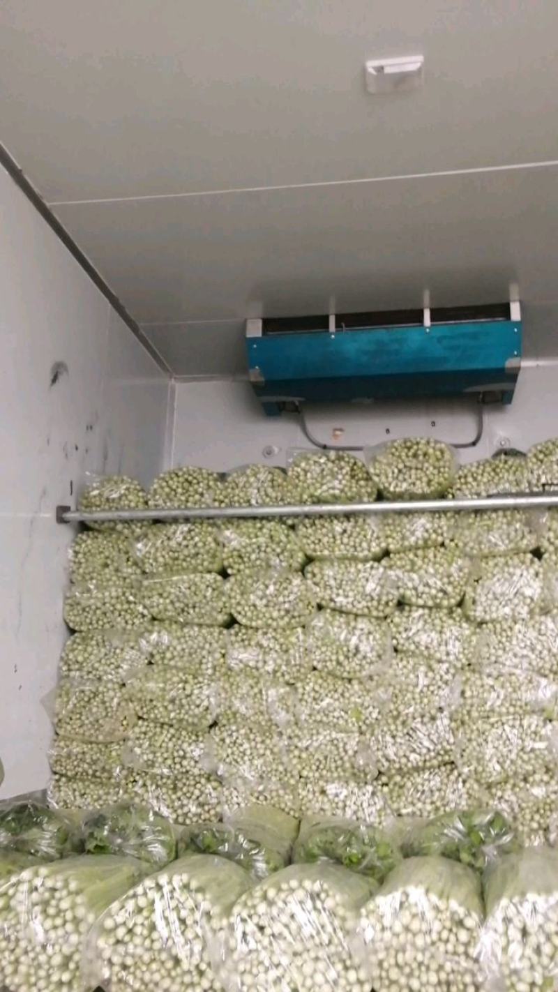 乐亭县芹菜蔬菜基地大量现货价格优惠