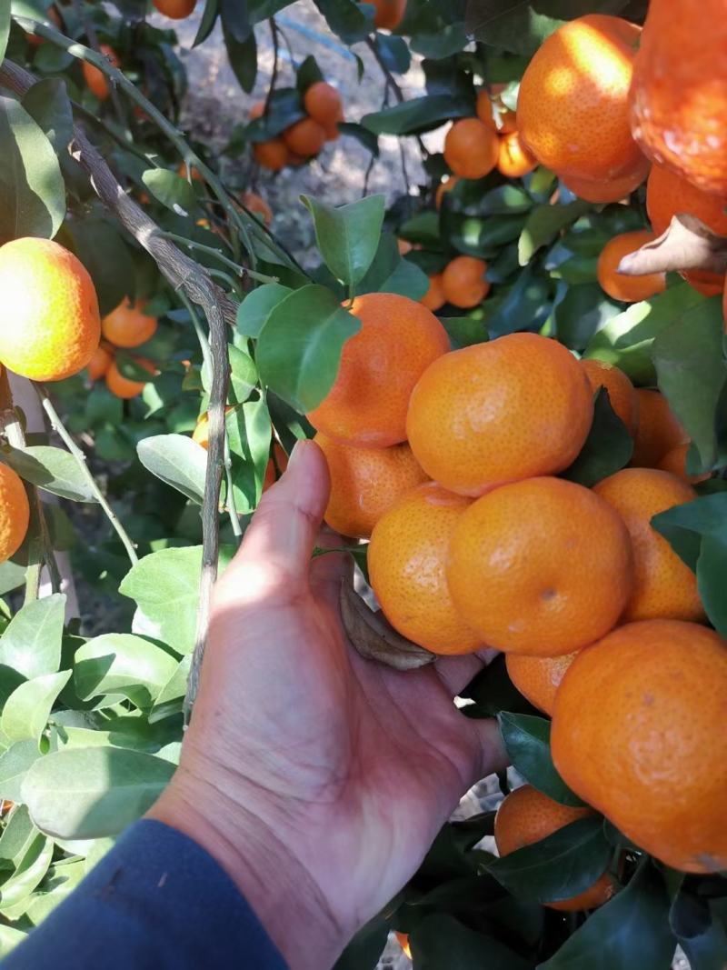 沙糖桔，精品货，果面干净，中大果