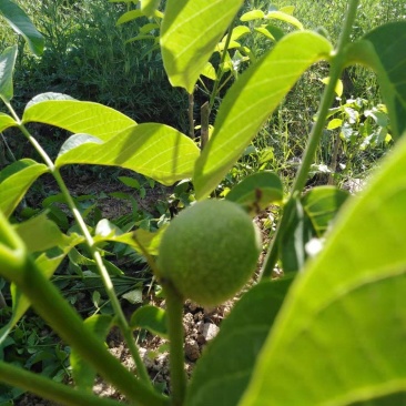 核桃苗8518核桃苗香玲核桃苗现挖现发