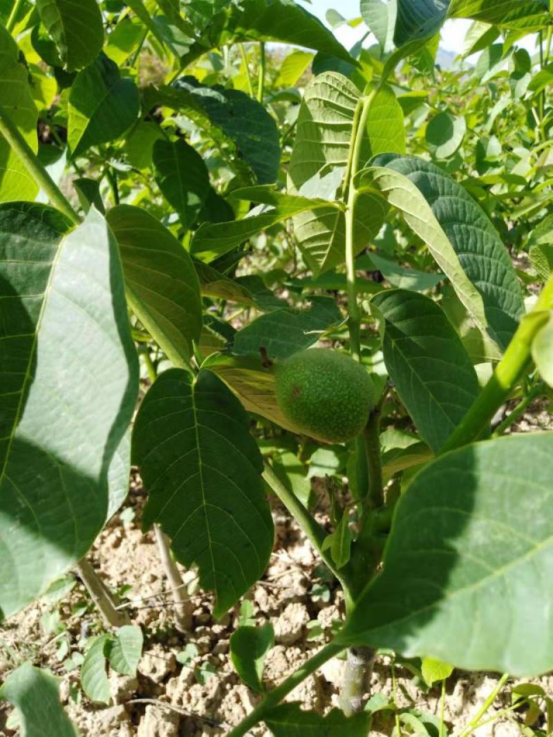 核桃苗8518核桃苗香玲核桃苗现挖现发