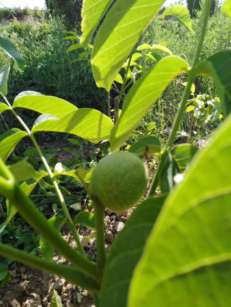 核桃苗8518核桃苗香玲核桃苗现挖现发