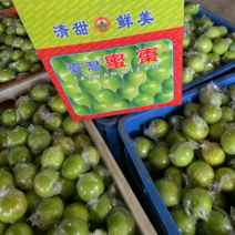 广东惠州青枣，蜜枣60-80克以上