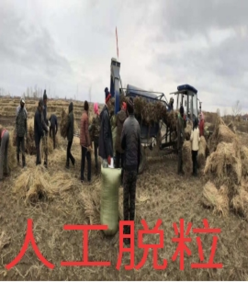 五常稻花香大米自产自销
