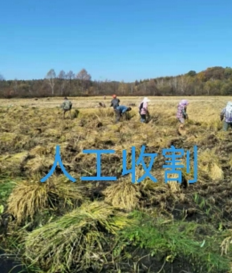 五常稻花香大米自产自销