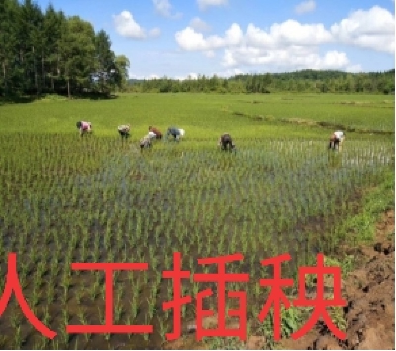 五常稻花香大米自产自销