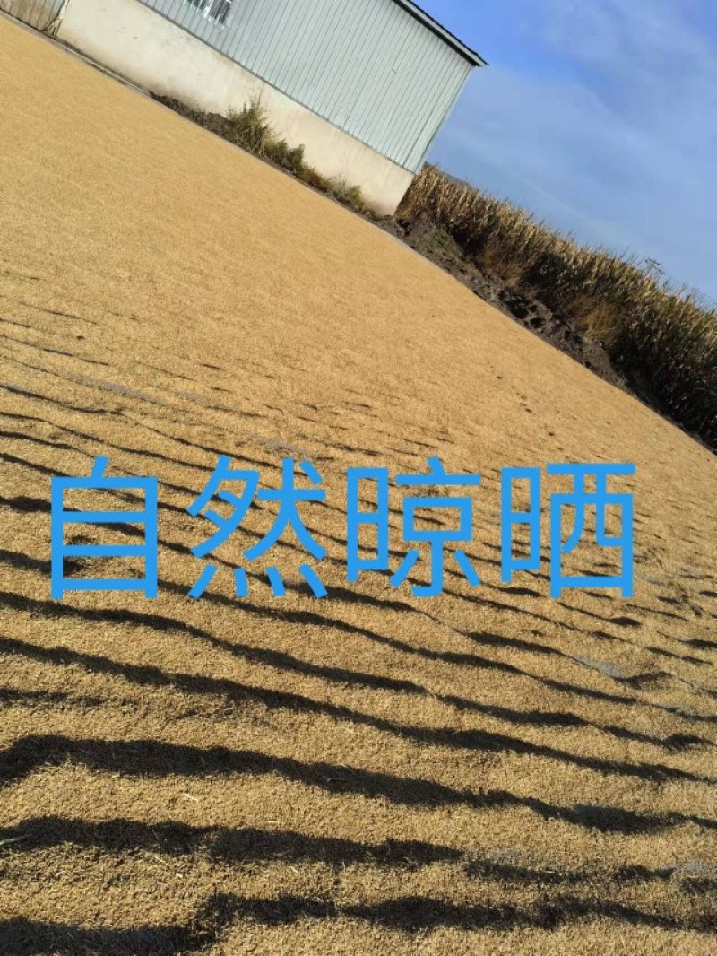 五常稻花香大米自产自销