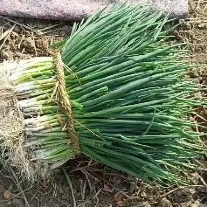 兴化分葱大量供应各大市场及各个加工厂，欢迎老板前来恰谈。