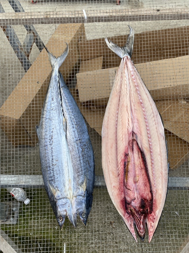 青岛本地甜晒淡干鲅鱼一卤鲜鲅鱼干马鲛鱼干干货