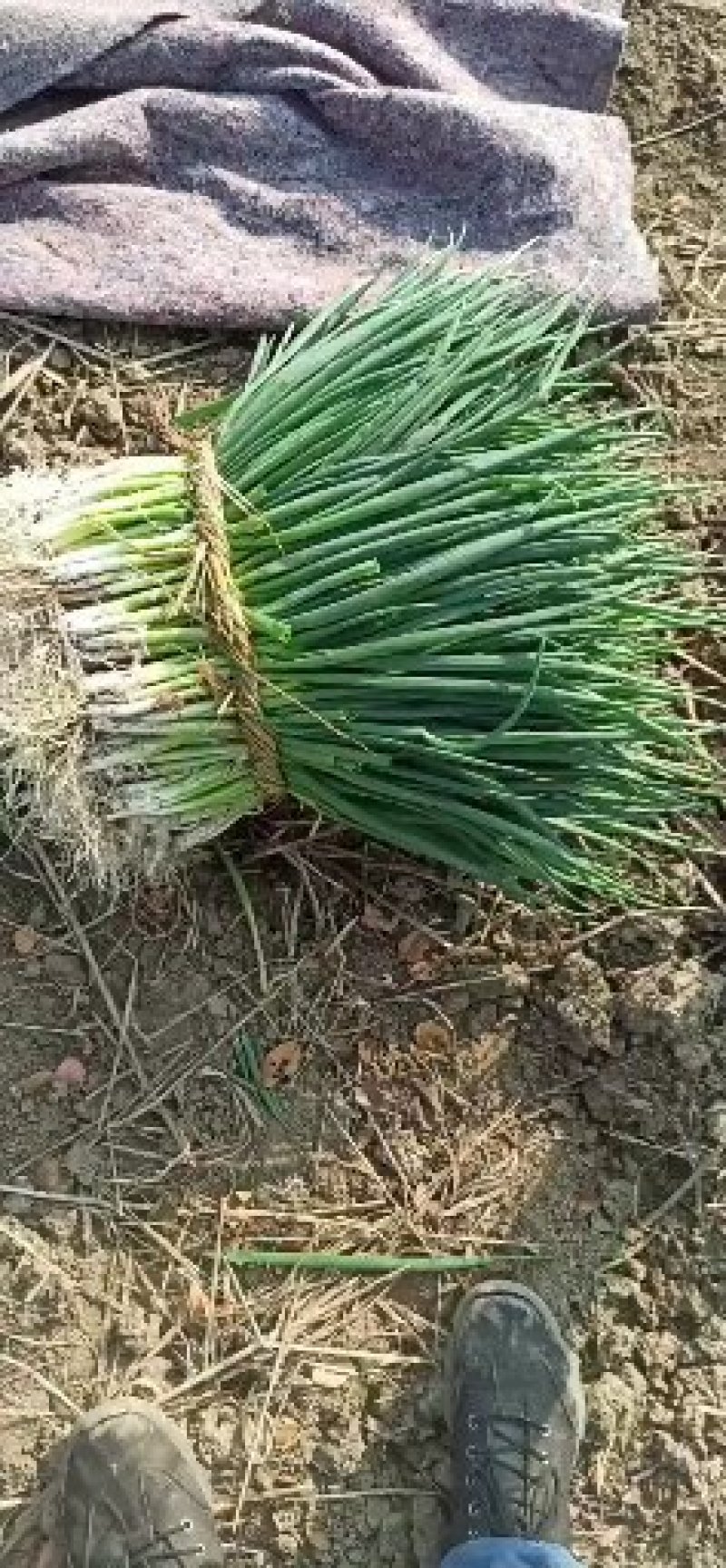 兴化分葱大量供应各大市场及各个加工厂，欢迎老板前来恰谈。