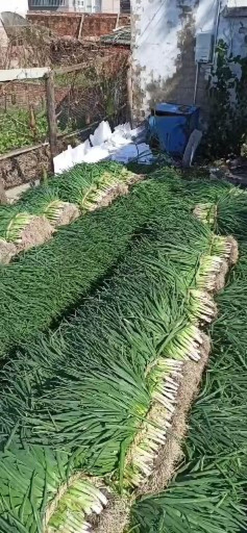 兴化分葱大量供应各大市场及各个加工厂，欢迎老板前来恰谈。
