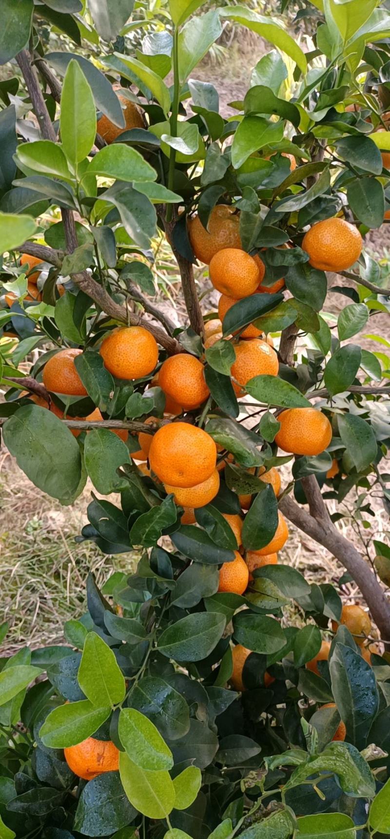 云南芒市沙糖桔，色泽鲜艳，糖度能达到15