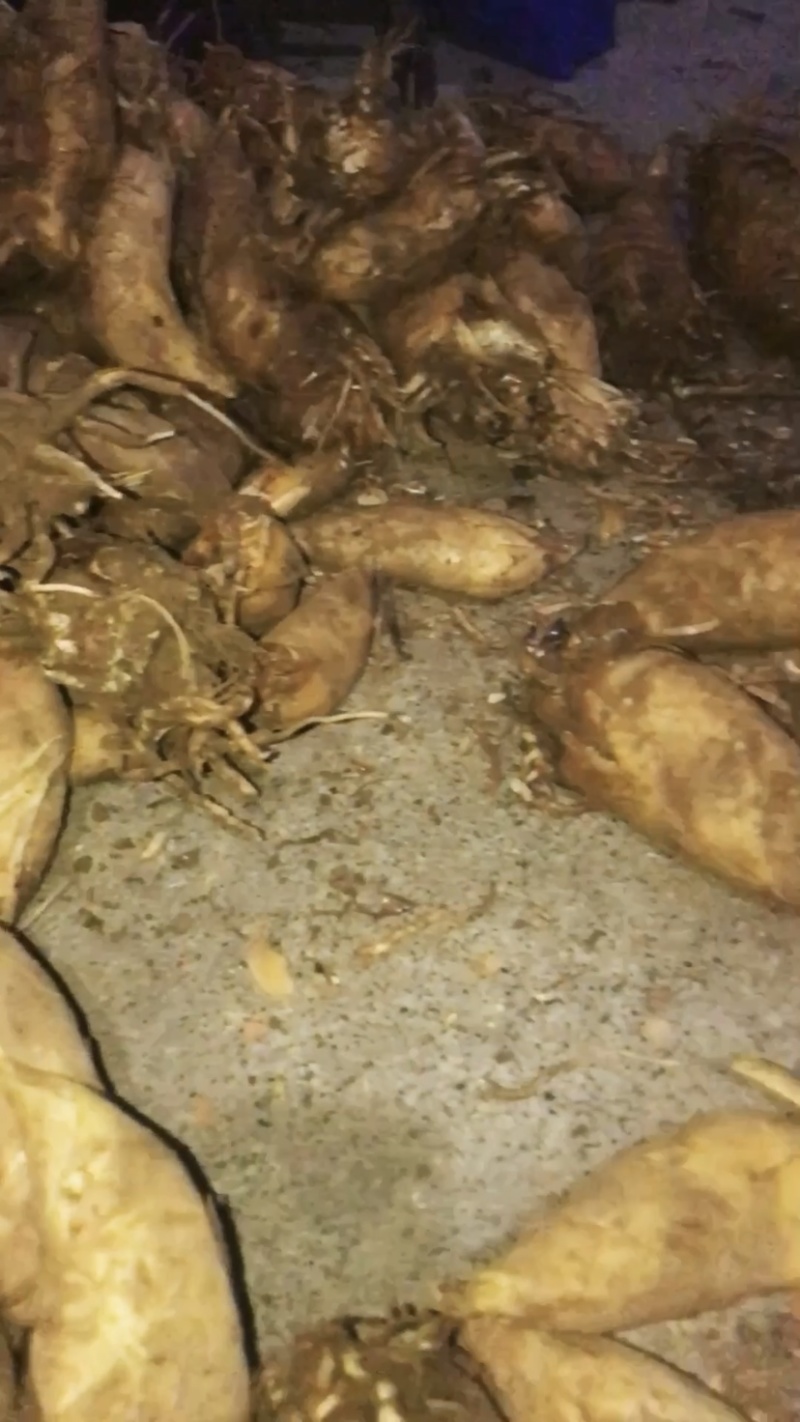 广西桂林龙胜高山冬笋新鲜现挖现发脆嫩鲜美可口美味
