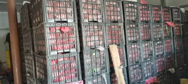 产地批发特大精品寒富苹果，印字苹果，混等果，全国发货。
