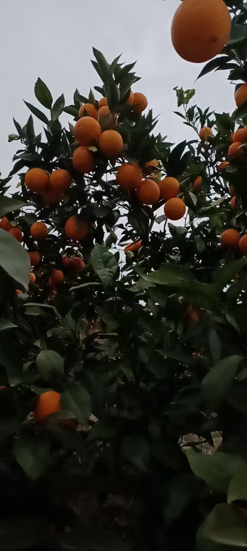 锦橙