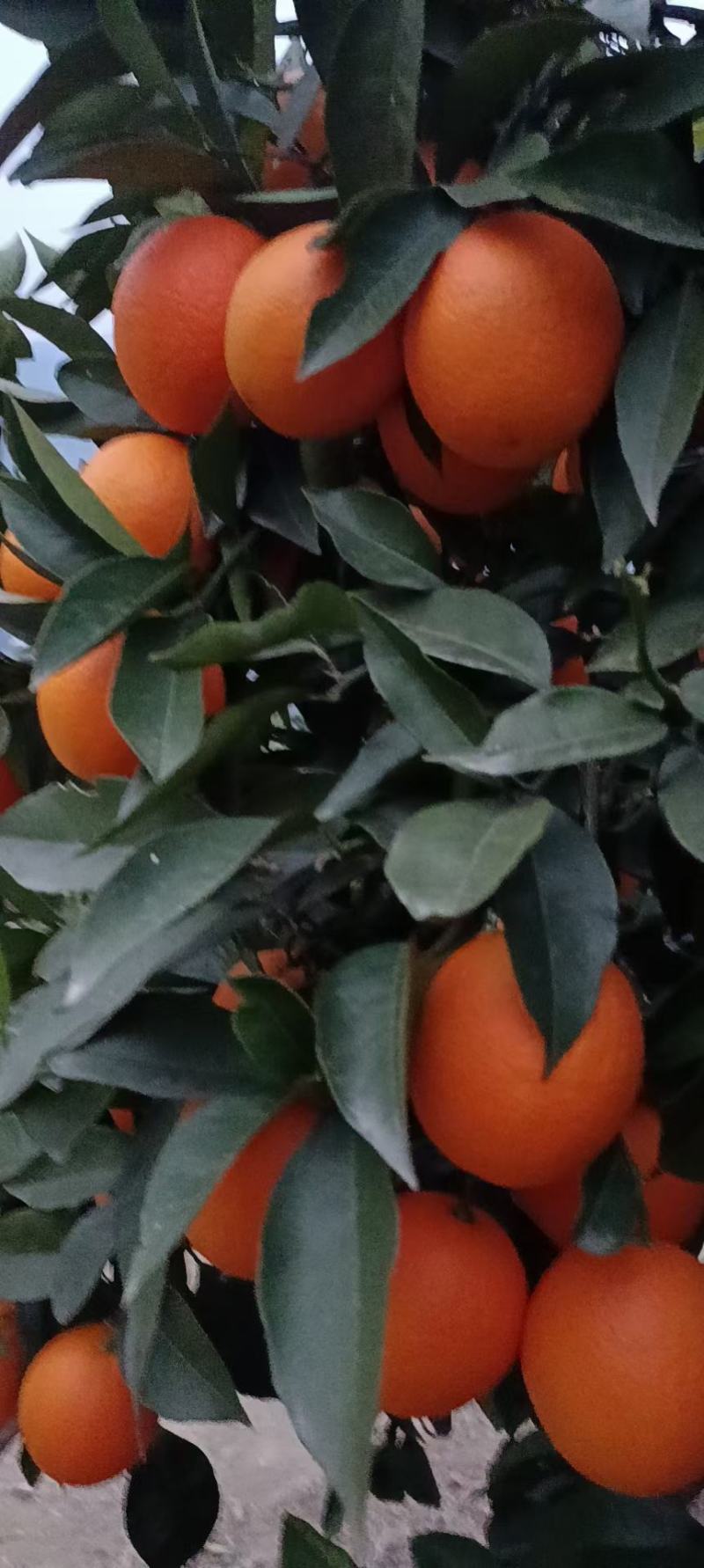 锦橙