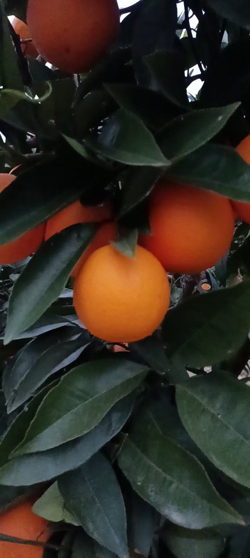 锦橙