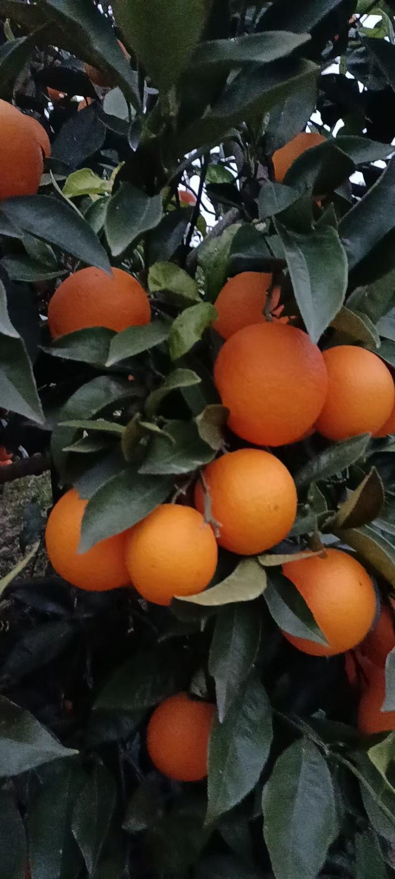 锦橙