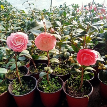 浓香茶花盆栽带花苞香妃耐寒四季茶花树苗室内外阳台庭院观赏
