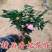 浓香茶花盆栽带花苞香妃耐寒四季茶花树苗室内外阳台庭院观赏