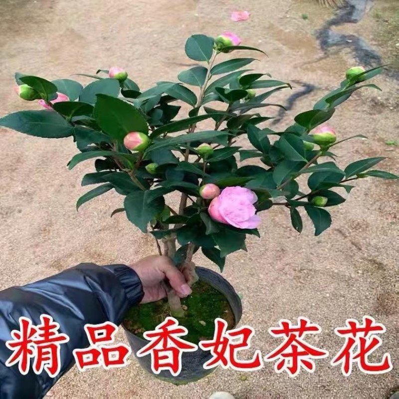 浓香茶花盆栽带花苞香妃耐寒四季茶花树苗室内外阳台庭院观赏