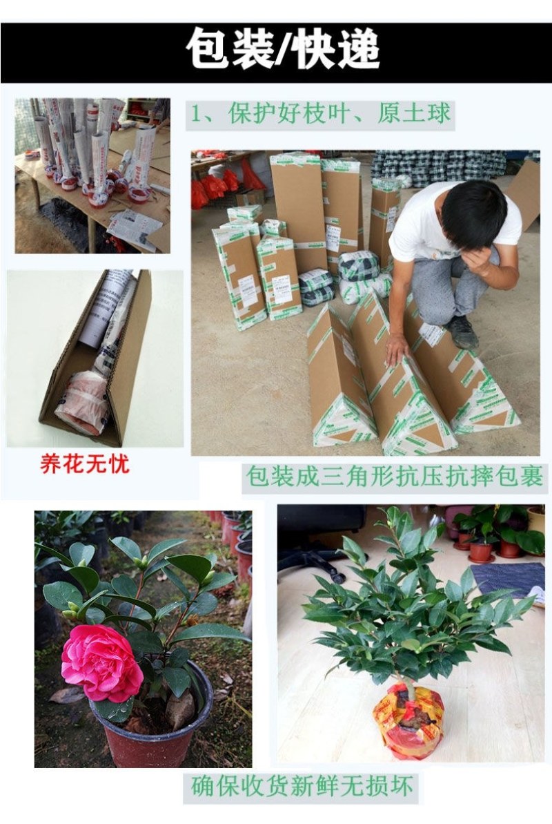 浓香茶花盆栽带花苞香妃耐寒四季茶花树苗室内外阳台庭院观赏