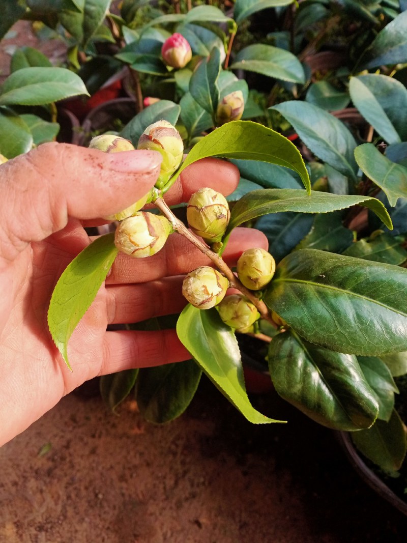 浓香茶花盆栽带花苞香妃耐寒四季茶花树苗室内外阳台庭院观赏