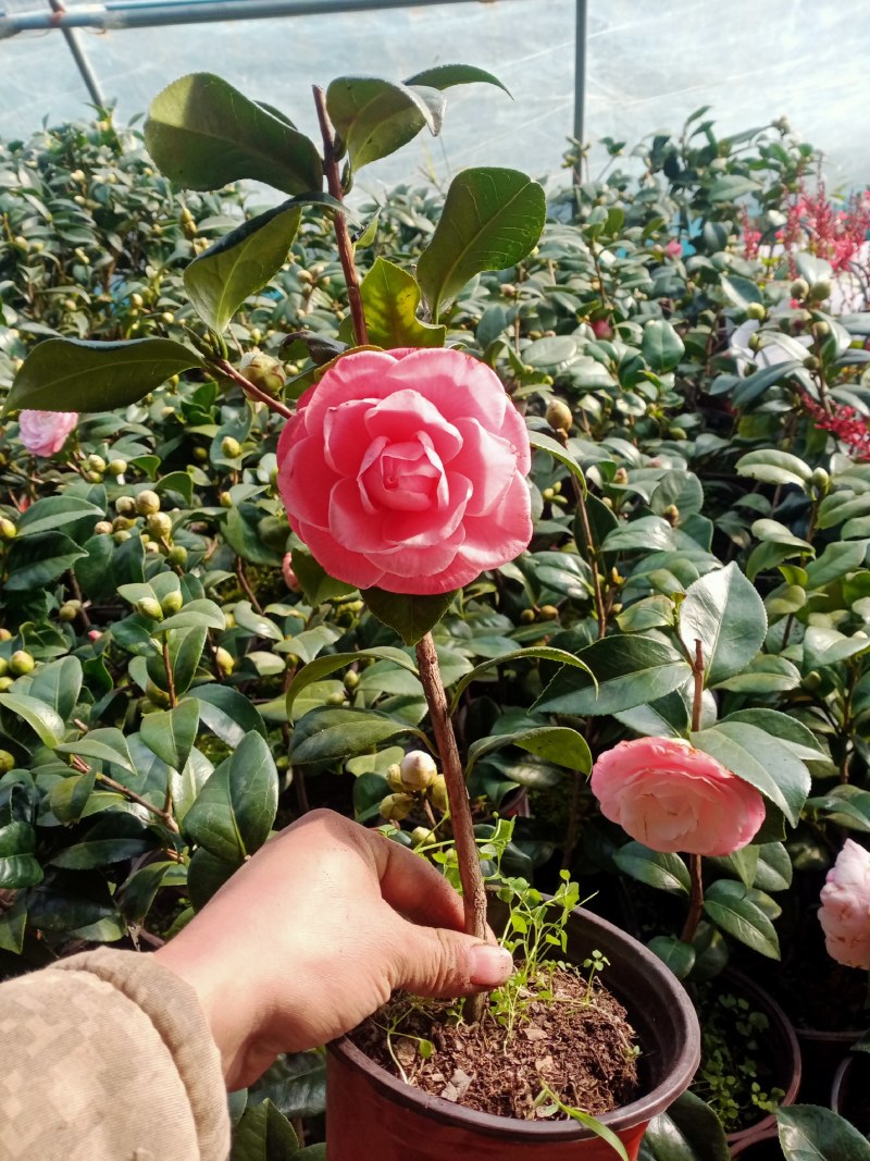 浓香茶花盆栽带花苞香妃耐寒四季茶花树苗室内外阳台庭院观赏