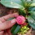 浓香茶花盆栽带花苞香妃耐寒四季茶花树苗室内外阳台庭院观赏