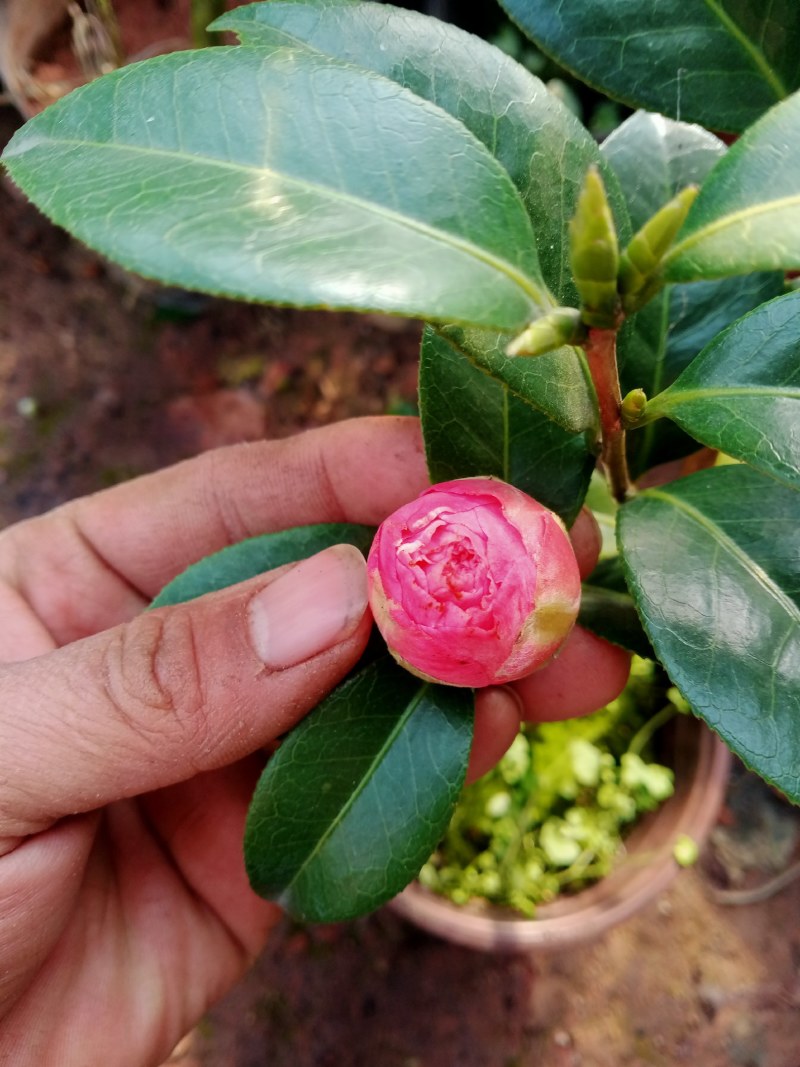 浓香茶花盆栽带花苞香妃耐寒四季茶花树苗室内外阳台庭院观赏