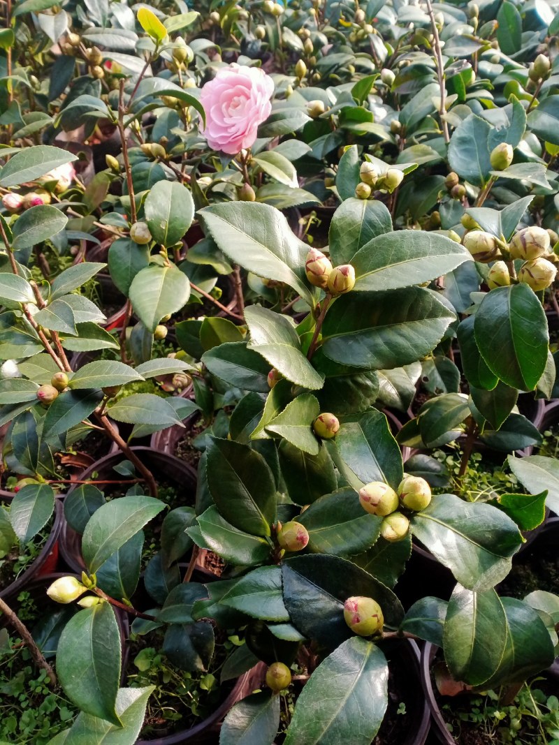 浓香茶花盆栽带花苞香妃耐寒四季茶花树苗室内外阳台庭院观赏